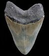 Serrated, Fossil Megalodon Tooth - Georgia #74659-2